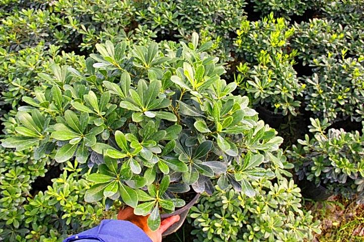 PİTOSPORUM 1 ADET PAKET - YER ÖRTÜCÜ DIŞ MEKAN BİTKİSİ