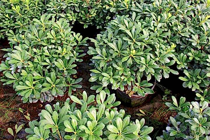 PİTOSPORUM 1 ADET PAKET - YER ÖRTÜCÜ DIŞ MEKAN BİTKİSİ