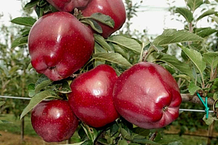 Red Chief Elma Fidanı 3 Yaş Tüplü ve Aşılı