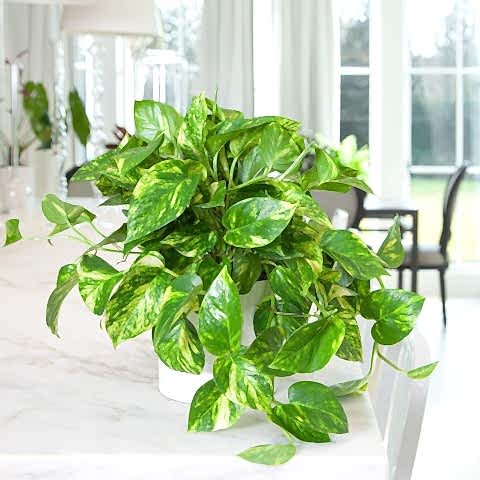 SALON SARMAŞIĞI POTHOS 3 ADET - HEDİYELİK EV OFİS BİTKİSİ