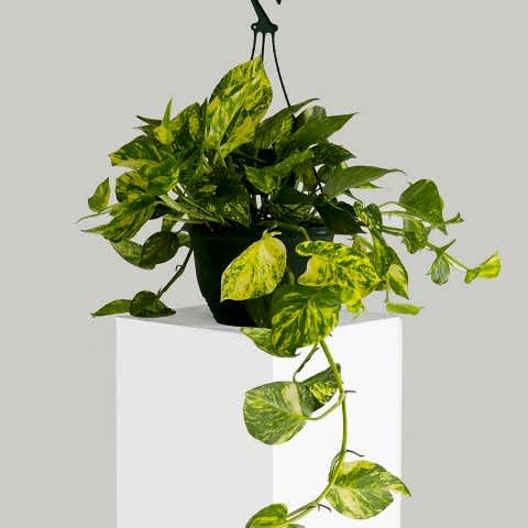 SALON SARMAŞIĞI POTHOS - HEDİYELİK EV OFİS BİTKİSİ