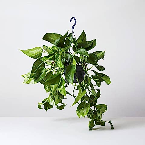 SALON SARMAŞIĞI POTHOS - HEDİYELİK EV OFİS BİTKİSİ