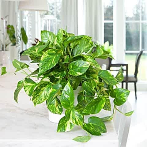 SALON SARMAŞIĞI POTHOS - HEDİYELİK EV OFİS BİTKİSİ