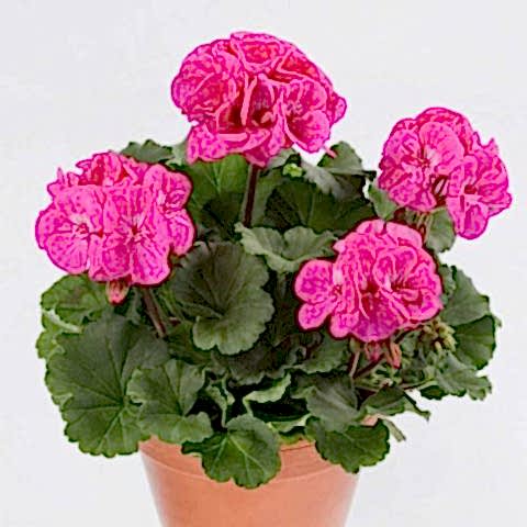 SARDUNYA 5 ADET - SAKSIDA PEMBE RENK