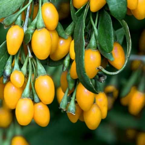 SARI GOJİ BERRY FİDANI 2 ADET