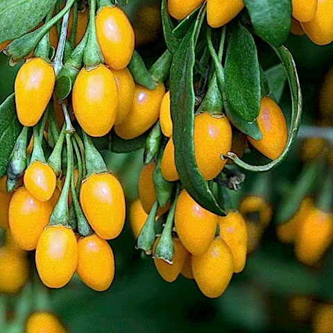SARI GOJİ BERRY FİDANI