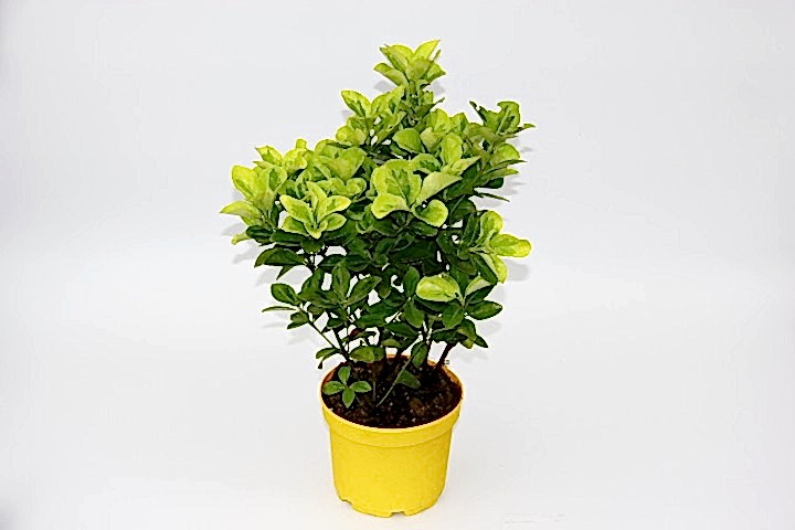 SARI GOLD TAFLAN EUONYMUS 5 ADET - SARI SAKSIDA HEDİYELİK