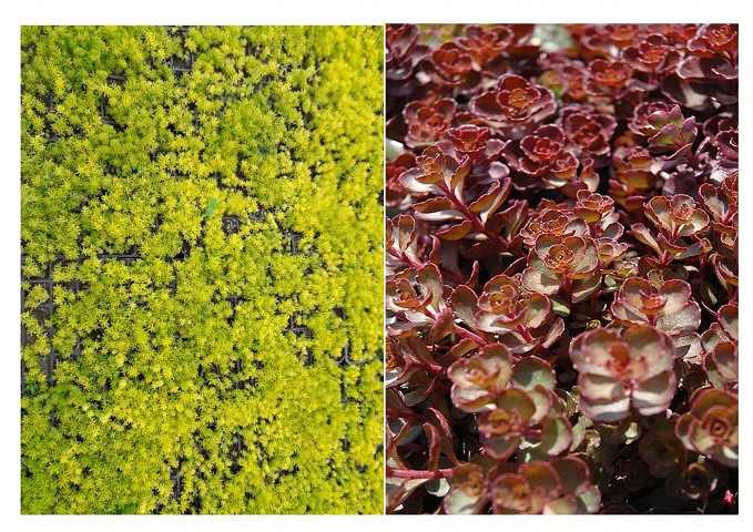 SARI KIRMIZI SEDUM 10 ADET - YER ÖRTÜCÜ ÇOK YILLIK BİTKİ