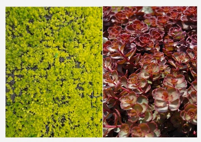 SARI KIRMIZI SEDUM 20 ADET - YER ÖRTÜCÜ ÇOK YILLIK BİTKİ