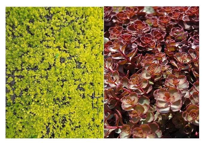 SARI KIRMIZI SEDUM 40 ADET - YER ÖRTÜCÜ ÇOK YILLIK BİTKİ