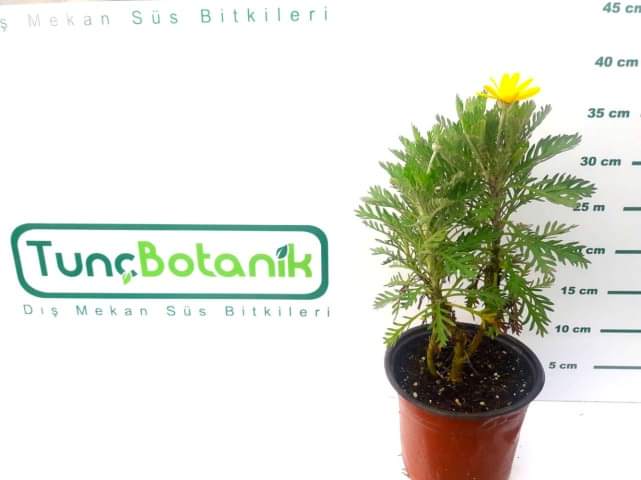 SARI PAPATYA 3 ADET - ÇOK YILLIK DIŞ MEKAN ÇİÇEĞİSARI PAPATYA 3