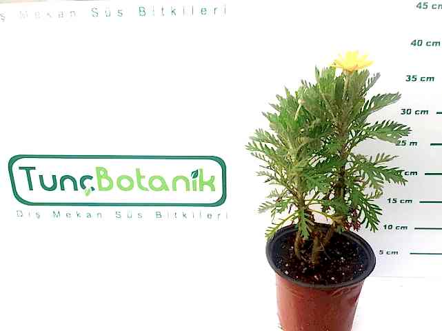 SARI PAPATYA 5 ADET - ÇOK YILLIK DIŞ MEKAN ÇİÇEĞİ