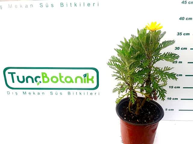 SARI PAPATYA EURYOPS 10 ADET - ÇOK YILLIK DIŞ MEKAN ÇİÇEĞİ