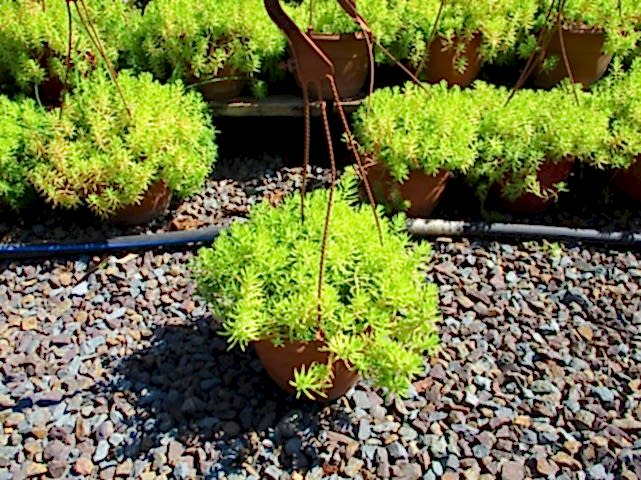 SARI SEDUM 1 ADET - ASKILI DEKORATİF SAKSIDA - HEDİYELİK
