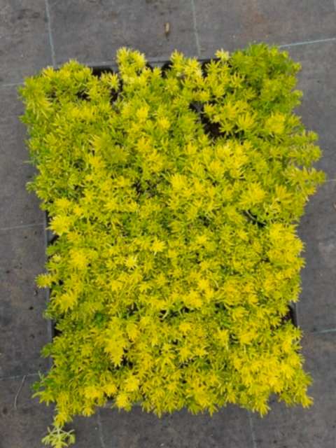 SARI SEDUM 15 ADET - YER ÖRTÜCÜ ÇOK YILLIK BİTKİ