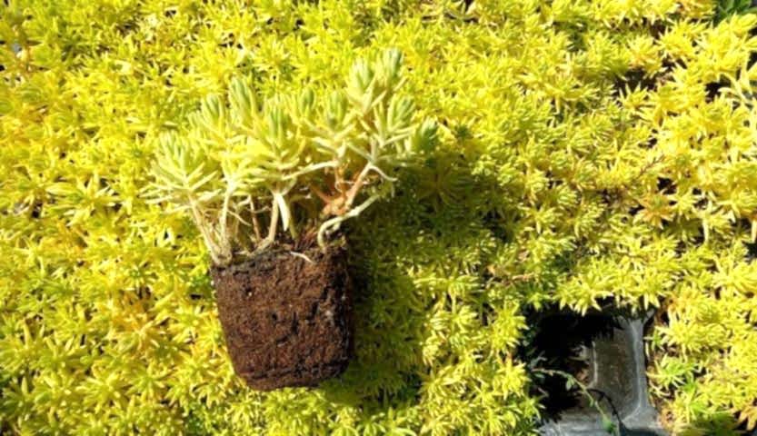SARI SEDUM 180 ADET - YER ÖRTÜCÜ ÇOK YILLIK BİTKİ