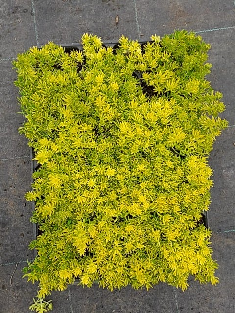 SARI SEDUM 25 ADET - YER ÖRTÜCÜ ÇOK YILLIK BİTKİ