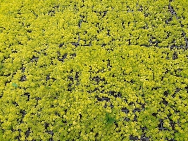 SARI SEDUM 5 ADET - YER ÖRTÜCÜ ÇOK YILLIK BİTKİ