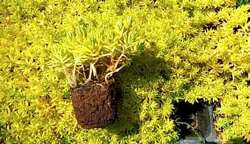 SARI SEDUM 90 ADET - YER ÖRTÜCÜ ÇOK YILLIK BİTKİ