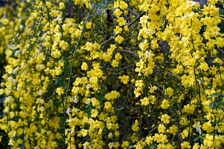 SARI YASEMİN FİDANI 10 ADET - ÇİÇEKLİ SARILICI BİTKİ (Jasminum Nudiflorum)