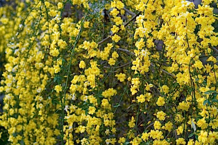 SARI YASEMİN FİDANI 2 ADET - ÇİÇEKLİ SARILICI BİTKİ (Jasminum Nudiflorum)