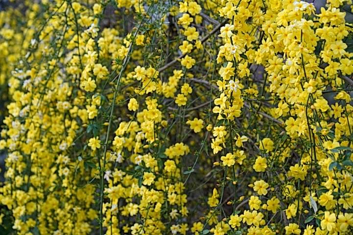 SARI YASEMİN FİDANI 3 ADET - ÇİÇEKLİ SARILICI BİTKİ (Jasminum Nudiflorum)