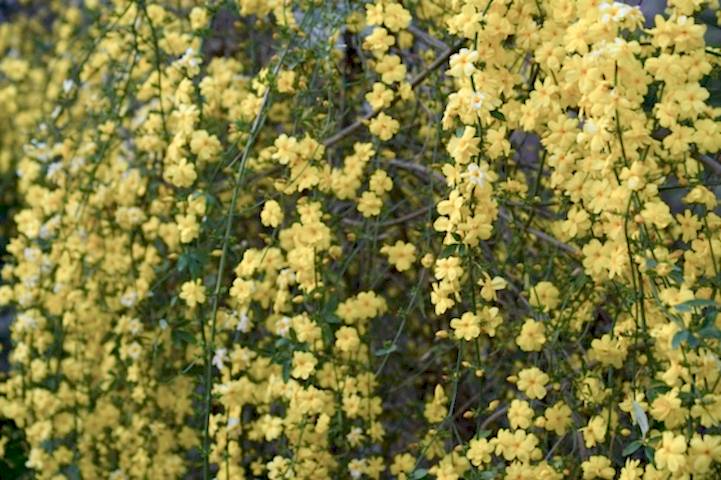 SARI YASEMİN FİDANI 5 ADET - ÇİÇEKLİ SARILICI BİTKİ (Jasminum Nudiflorum)