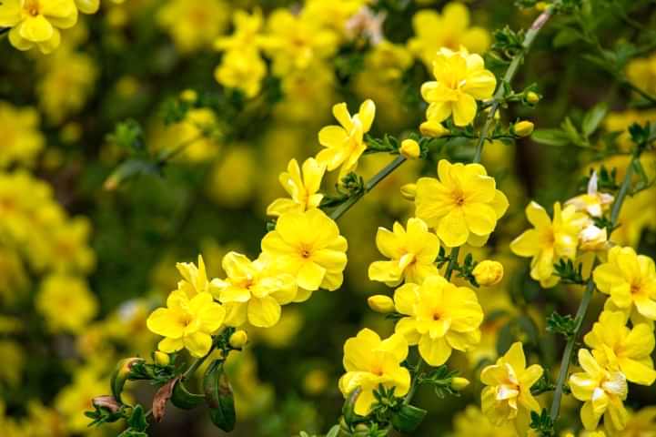 SARI YASEMİN FİDANI - ÇİÇEKLİ SARILICI BİTKİ (Jasminum Nudiflorum)