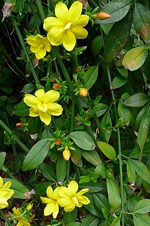 SARI YASEMİN FİDANI - ÇİÇEKLİ SARILICI BİTKİ (Jasminum Nudiflorum)