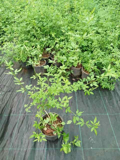 SARI YASEMİN FİDANI - ÇİÇEKLİ SARILICI BİTKİ (Jasminum Nudiflorum)