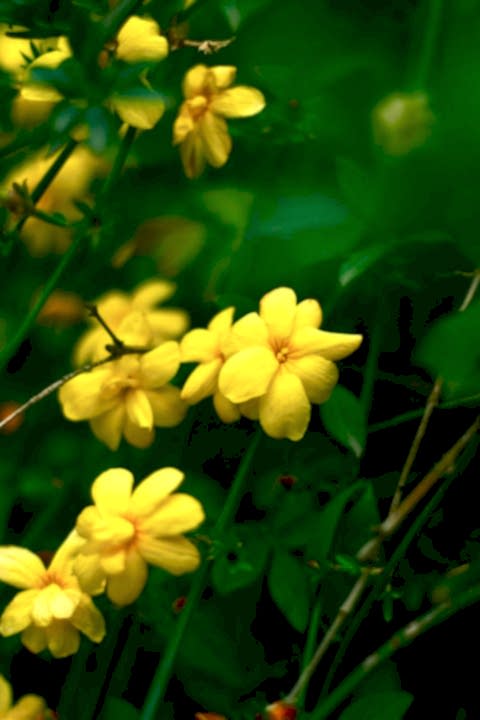 SARI YASEMİN FİDANI - ÇİÇEKLİ SARILICI BİTKİ (Jasminum Nudiflorum)