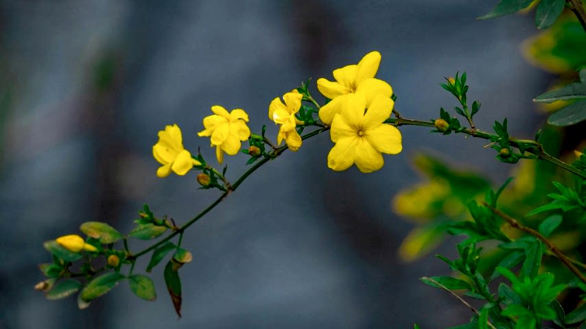SARI YASEMİN FİDANI - ÇİÇEKLİ SARILICI BİTKİ (Jasminum Nudiflorum)