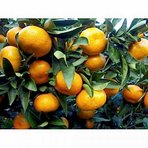 SATSUMA MANDALİNA FİDANI 3 ADET - 3 YAŞ TÜPLÜ FİDAN