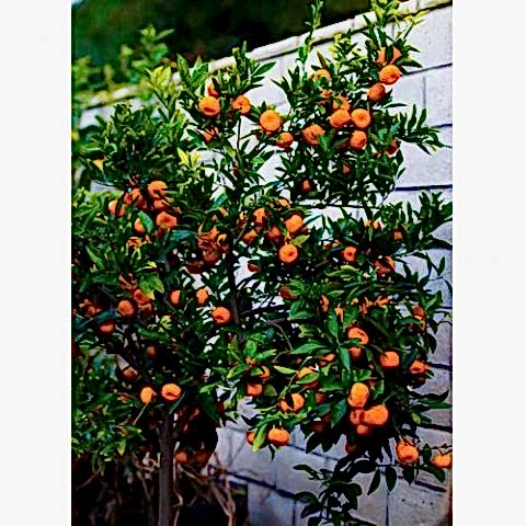 SATSUMA MANDALİNA FİDANI - 3 YAŞ TÜPLÜ FİDAN