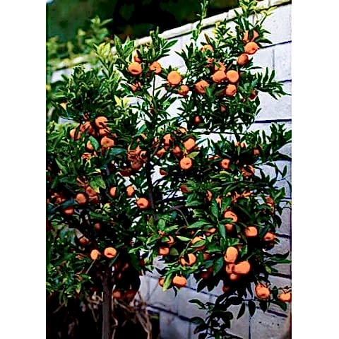 SATSUMA MANDALİNA FİDANI 5 ADET - 3 YAŞ TÜPLÜ FİDAN