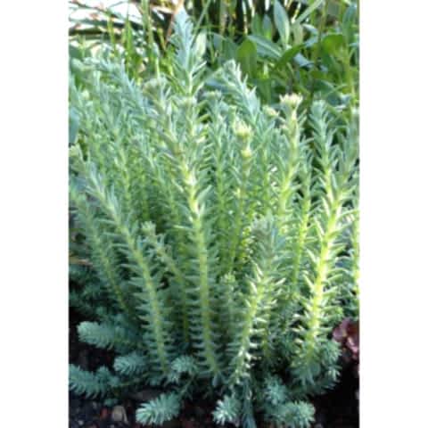 SEDUM REFLEXUM 135 ADET - TERARYUM İÇİN SUKULENT BİTKİ
