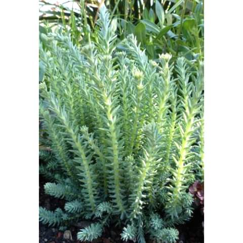 SEDUM REFLEXUM 45 ADET - TERARYUM İÇİN SUKULENT BİTKİ