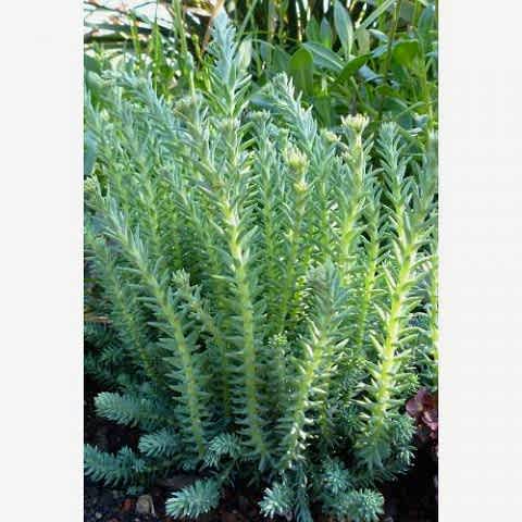 SEDUM REFLEXUM 90 ADET - TERARYUM İÇİN SUKULENT BİTKİ