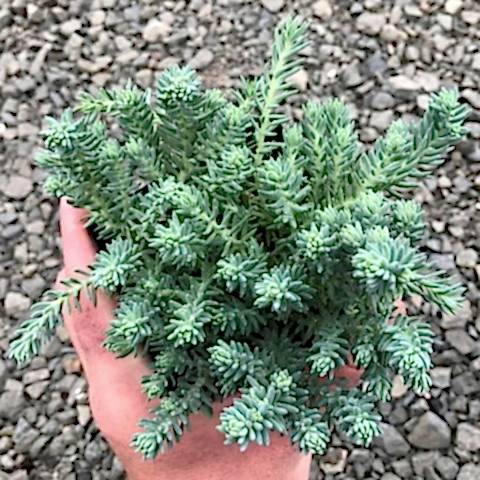 SEDUM REFLEXUM 'Blue Spruce' - 20 ADET YER ÖRTÜCÜ SUKULENT