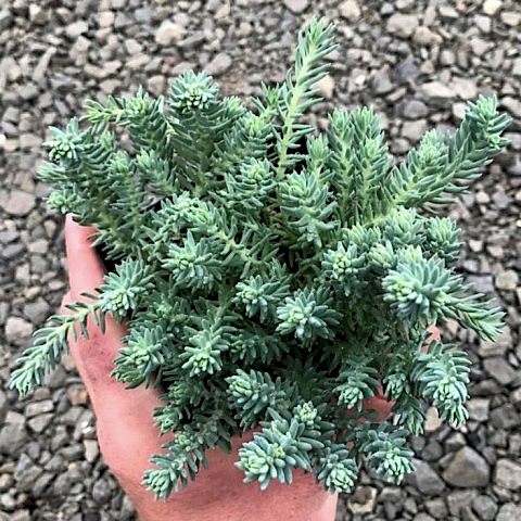 SEDUM REFLEXUM 'Blue Spruce' - 5 ADET YER ÖRTÜCÜ SUKULENT