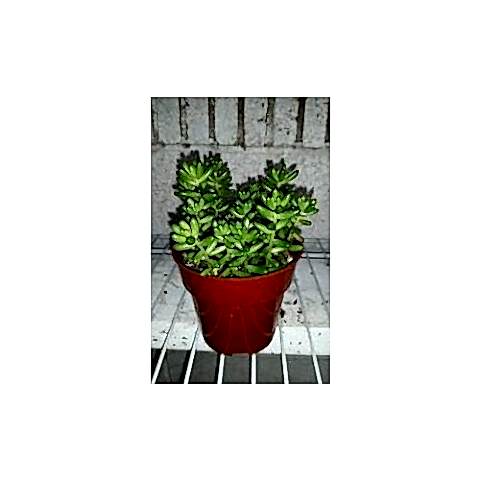 SEDUM RUBROTINCTUM 180 ADET - TERARYUM İÇİN SUKULENT YER ÖRTÜCÜ BİTKİ