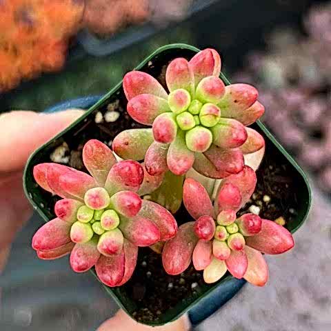 SEDUM RUBROTINCTUM 45 ADET - Jelly Bean Sukulent