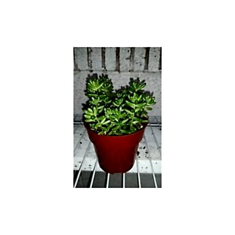 SEDUM RUBROTINCTUM 45 ADET - TERARYUM İÇİN SUKULENT YER ÖRTÜCÜ BİTKİ
