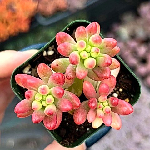SEDUM RUBROTINCTUM 5 ADET - Jelly Bean Sukulent