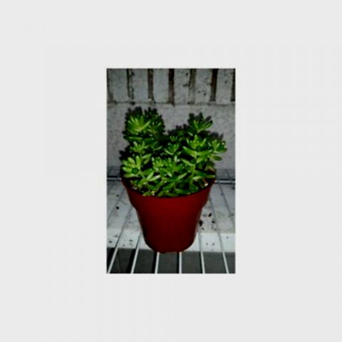 SEDUM RUBROTINCTUM 90 ADET - TERARYUM İÇİN SUKULENT YER ÖRTÜCÜ BİTKİ
