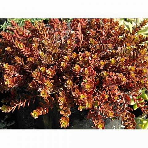 SEDUM VODOO 45 ADET - KIRMIZI YER ÖRTÜCÜ, SUKULENT TERARYUM BİTKİ