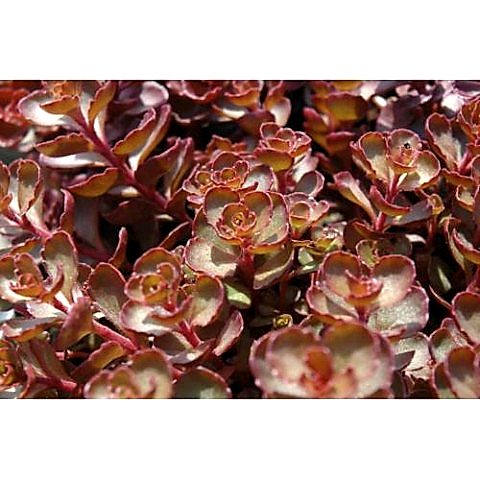 SEDUM VODOO 45 ADET - KIRMIZI YER ÖRTÜCÜ, SUKULENT TERARYUM BİTKİ