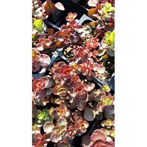 SEDUM VODOO 45 ADET - KIRMIZI YER ÖRTÜCÜ, SUKULENT TERARYUM BİTKİ