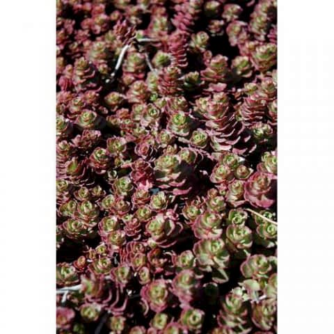 SEDUM VODOO 45 ADET - KIRMIZI YER ÖRTÜCÜ, SUKULENT TERARYUM BİTKİ