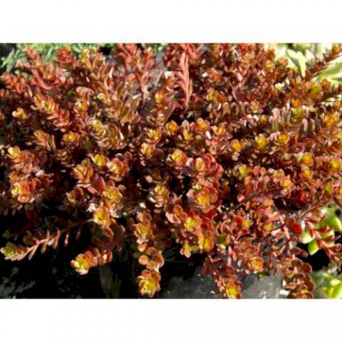 SEDUM VODOO 90 ADET - KIRMIZI YER ÖRTÜCÜ, SUKULENT TERARYUM BİTKİ